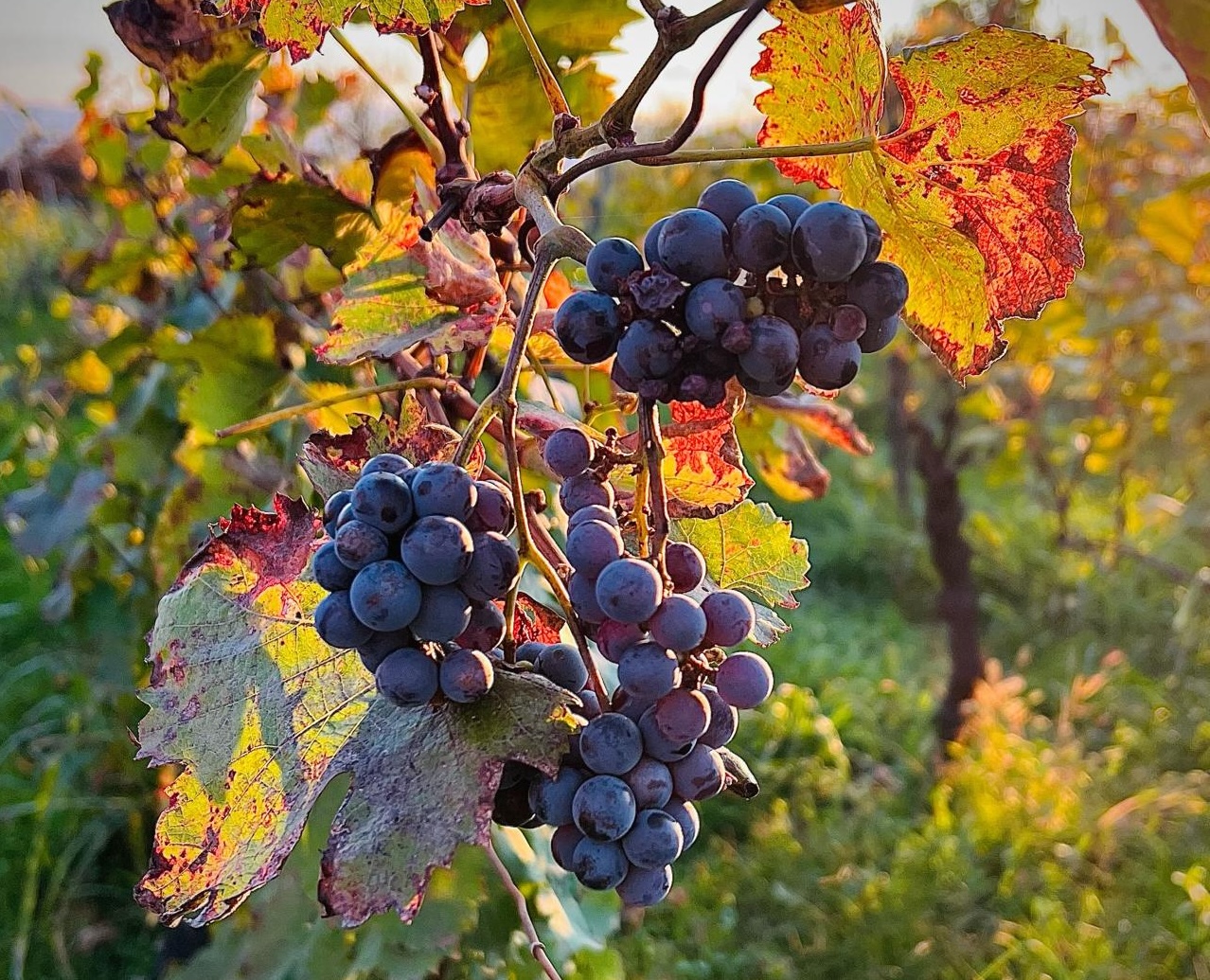 Kakheti Wine Experience – Sighnaghi, Gori & Traditional Georgian Tastings